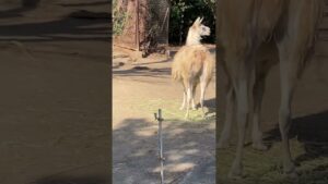 【八木山動物園】奥に見えるのはオセロ君❗️