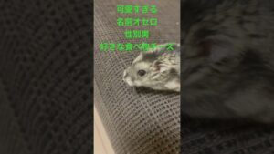 オセロ可愛くね？