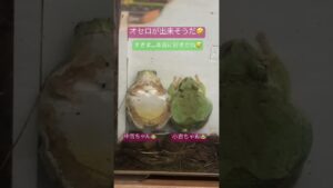 オセロ……みたい♪♪