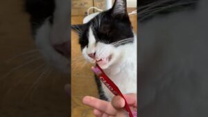 オセロちゃん、掴み食い【キャットシッターねんねこ】