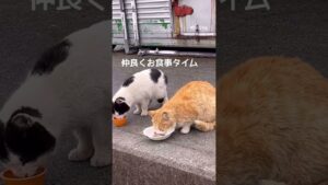 【男木島】ミミちゃんとオセロちゃん ハナちゃんドン引き #Shorts
