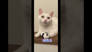 デビルじゃないもんfeat.オセロ兄弟 #shorts