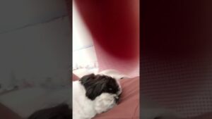 朝のオセロちゃん