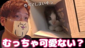 オセたんにメロメロなわいわいさん【愛猫オセロ/わいわい切り抜き】
