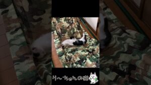【福丸くん】生後2か月で、ハンモックでお昼寝【オセロくん】