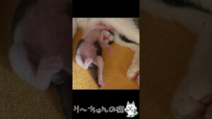 【オセロくん】お腹いっぱい【生後3日目】