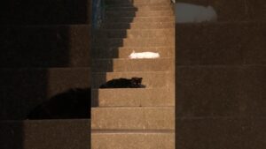 猫616 オセロ昼寝💤