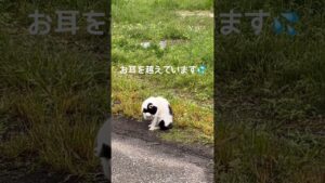 【男木島】オセロちゃんの天気予報　#Shorts