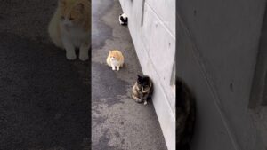 【男木島】ミミちゃんとハナちゃんとオセロちゃんの雨宿り　#Shorts