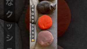 オセロにされちゃったブリ猫♪法廷の人間模様を裁くねこ。#Shorts
