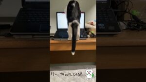【オセロくん】Youtubeで福丸くん動画を見ていた時の反応