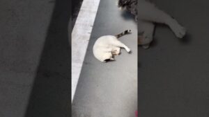 犬と猫の戯れ🐶🐱オセロなふたり。【ミニチュアシュナウザー】#shorts