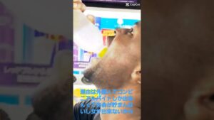 ダモ好きが帰国した理由 #tiktok #オセロ#ダモ好き #帰国