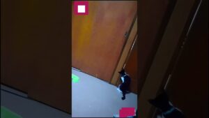 猫オセロ