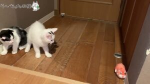 【オセロくん】動くおもちゃにビックリ【福丸くん】