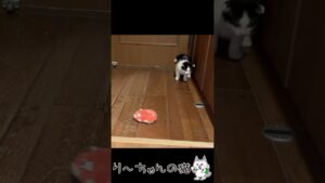 【オセロくん】動くおもちゃに追いつめられる【福丸くん】