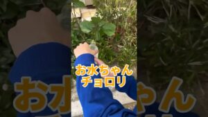 木に水あげてみた結果 #オセロ