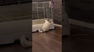 うさぎのご飯を狙う窃盗団オセロブラザーズ😇