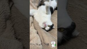 【オセロくん】何なん、そのポーズ
