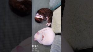 白黒オセロの駒のように寝てる猫