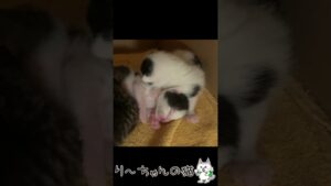 【オセロくん】目が開くまで、もう少し【ミッキー くん】