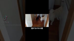 逃げるオセロ黒