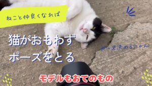 猫がおもわずポーズをとる  #ねこ #猫 #cat #オセロ兄弟
