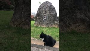 筋肉質なオセロ🐈 #ねこ #cat #野良猫 #shorts