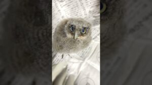 🌈⭐️新入生👶赤ちゃんフクロウご入園⭐️🌈#スピックスコノハズク オセロちゃん／✅ご家族募集中🦉💖👉#フクロウ販売 #秋葉原 #owlcafe #owl #baby