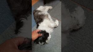 ワシャワシャモジャモジャオセロちゃん