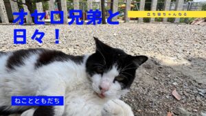 【オセロ兄弟】のオーくんとくつろぐ