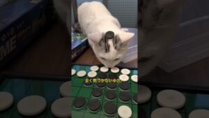 【子猫にいたずらしたら可愛すぎたw】オセロ一緒にやってみた#shorts s
