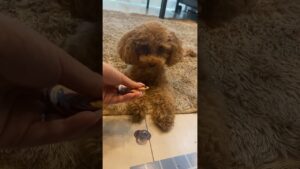 オセロしてたら参加しに来た笑#犬 #dog #shortsvideo #shortvideo #youtube #いぬ #いぬ #short #shorts #タイニープードル #トイプードル