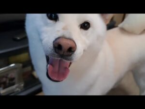 うちのオセロ