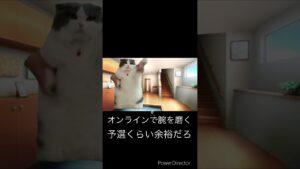 小学生の僕がオセロで天下の灘高生にボコされるまでの道のり④猫ミーム