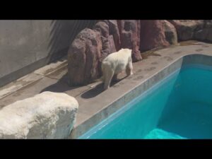 白黒オセロなモモちゃん 歓迎会 2 GAO 男鹿水族館GAO ホッキョクグマ シロクマ モモ 20240407 140222