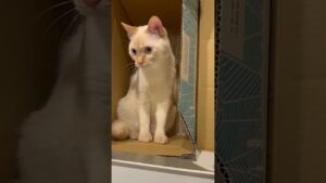 【オセロなふたり】ミルクここあ猫log