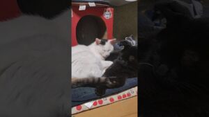 白と黒の恋人みたいなオセロ猫#shorts
