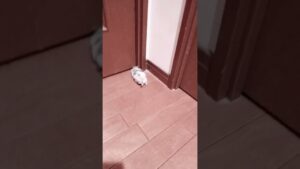 うちの🐹( ‘-‘ 🐹 )ﾊﾑﾁｬﾝ(´ω｀*)ｶﾜｴ名前    オセロちゃんです！