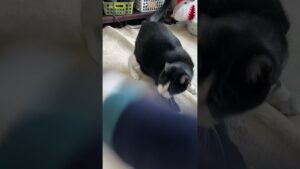 オセロちゃんの最後のお留守番【キャットシッターねんねこ】