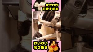 わいわいの〇〇が気になるオセロが可愛すぎる ＃わいわい ＃YY ＃CR ＃実況 ＃切り抜き ＃まとめ #オセロ #かわいい #猫 #shorts