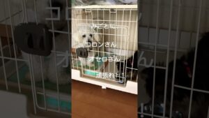 #ころんくん！ #ビションフリーゼ #オセロさん #dog #わんちゃんのいる生活