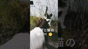 はな子といっも一緒にいる猫のオセロ😊