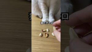 猫とオセロしてみたwithピスタチオ殻 #白猫 #アメリカンショートヘア #cat #shorts #ねこ姉妹チャンネル